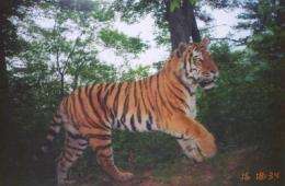 Russian and US veterinarians collaborate to solve mysterious wild tiger deaths
