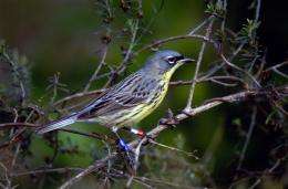 Satellite data shows that Kirtland's warblers prefer forests after fire
