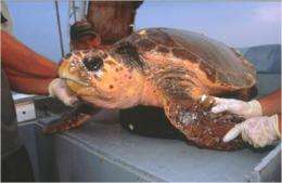 Satellite tracking of sea turtles reveals potential threat posed by manmade chemicals