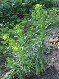 Scientists learn how horseweed shrugs off herbicide