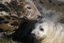 Seal study shows diverse parenting styles