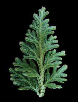 Selaginella genome adds piece to plant evolutionary puzzle