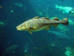 Sequencing of cod genome reveals unique immune system characteristic