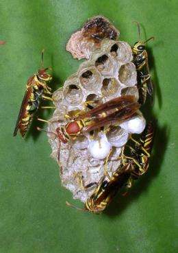 Social wasps show how bigger brains provide complex cognition