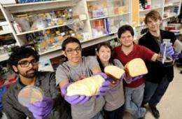 Students coax yeast cells to add vitamins to bread