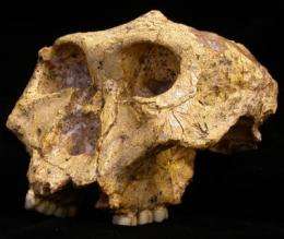 Study: Ancient hominid males stayed home while females roamed