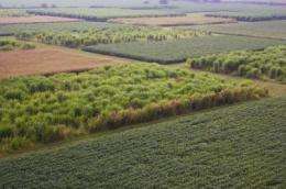 Switch from corn to grass would raise ethanol output, cut emissions