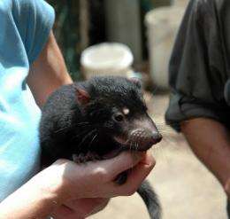 Tasmanian devil's genome sequenced