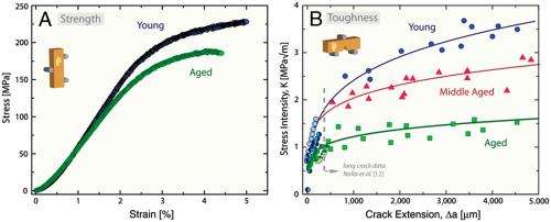 The brittleness of aging bones -- more than a loss of bone mass