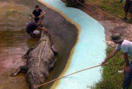 The crocodile was measured at 6.2 metres (20 feet and four inches)