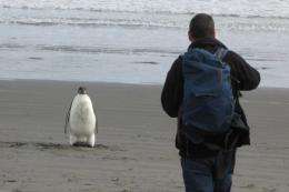 The Emperor penguin, nicknamed "Happy Feet", was found wandering on a North Island beach in New Zealand
