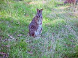 The first kangaroo genome sequence