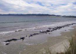 This handout photo taken on February 20, 2011 by New Zealand's Department of Conservation shows pilot whales stranded