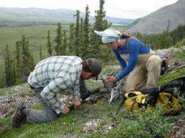 Trees on tundra's border are growing faster in a hotter climate