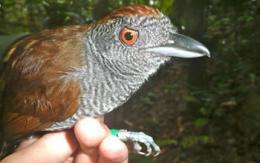 Tropical Birds Return to Harvested Rainforest Areas in Brazil