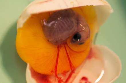 Turtle embryos speed up development to hatch in the safety of a group