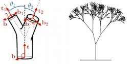 Uncovering Da Vinci's rule of the trees