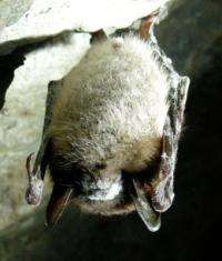 Unlocking the mystery of the disappearing bats