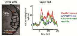 Voice cells for voice recognition