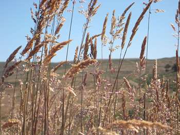 Warming climate could give exotic grasses edge over natives