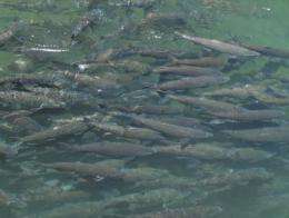 Warming streams could be the end for salmon