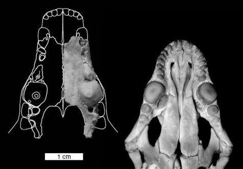 Weird Australian hammer-tooth marsupial fossil found