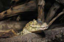 Wildlife Conservation Society recommends health measures for Argentina's caiman ranches