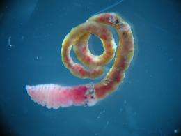 Will Antarctic worms warm to changing climate?