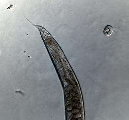 Worms can evolve to survive intersex populations