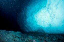 Climate change affects marine animals on Antarctica's seabed