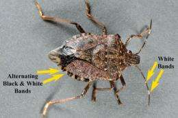 Researchers attack a very, very bad stink bug