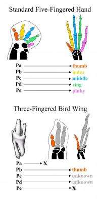 Researchers solve mystery of disappearing bird digit