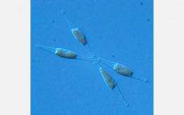 Scientists discover animal-like urea cycle in tiny diatoms in the ocean