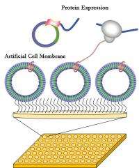 Plastic cell membranes for faster and cheaper drug development