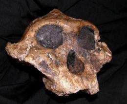 New technologies challenge old ideas about early hominid diets