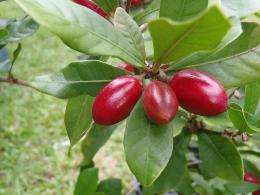 Researchers uncover secrets of 'miracle fruit'