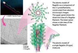 New imaging techniques reveal the workings of supramolecular nanomachines