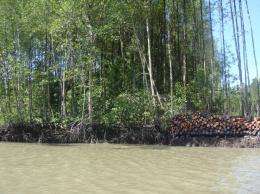 Mapping mangrove biomass 