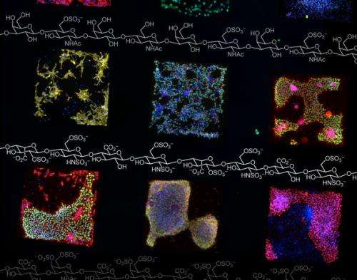 Controlling cells’ environments: A step toward building much-needed tissues and organs
