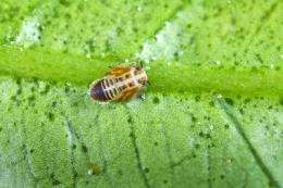 Scientists release natural enemy of asian citrus psyllid
