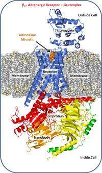 Understanding human transmembrane signalling