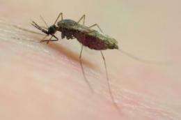 Breakthrough in the battle against malaria