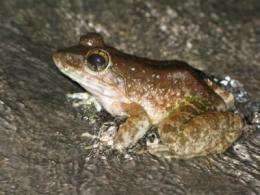 Researchers complete first major survey of amphibian fungus in Asia