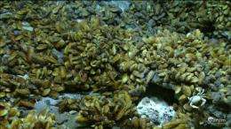Researchers discover hydrogen-powered symbiotic bacteria in deep-sea hydrothermal vent mussels