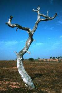 Climate change blamed for dead trees in Africa