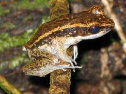 Researchers complete first major survey of amphibian fungus in Asia