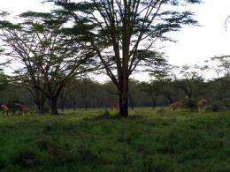 6 million years of savanna