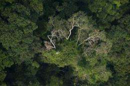 Aerial view of a forest in the state of Para, northern Brazil, in 2009