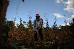 A farmer works in a dried corn field around the village of Felipe Carrillo Puerto in the Mexican state of Quintana Roo