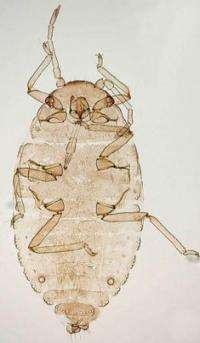 A new species of gall makers in the aphid genus of plant lice was found in China